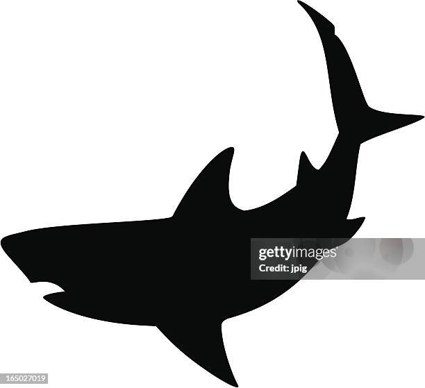 ilustrações, clipart, desenhos animados e ícones de tubarão 2 - peixe de água salgada