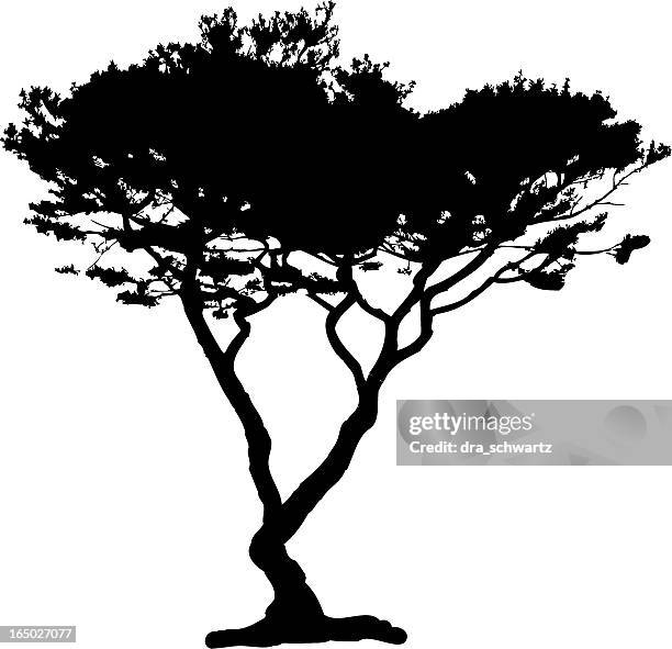 stockillustraties, clipart, cartoons en iconen met acacia tree silhouette, vector - cypress tree