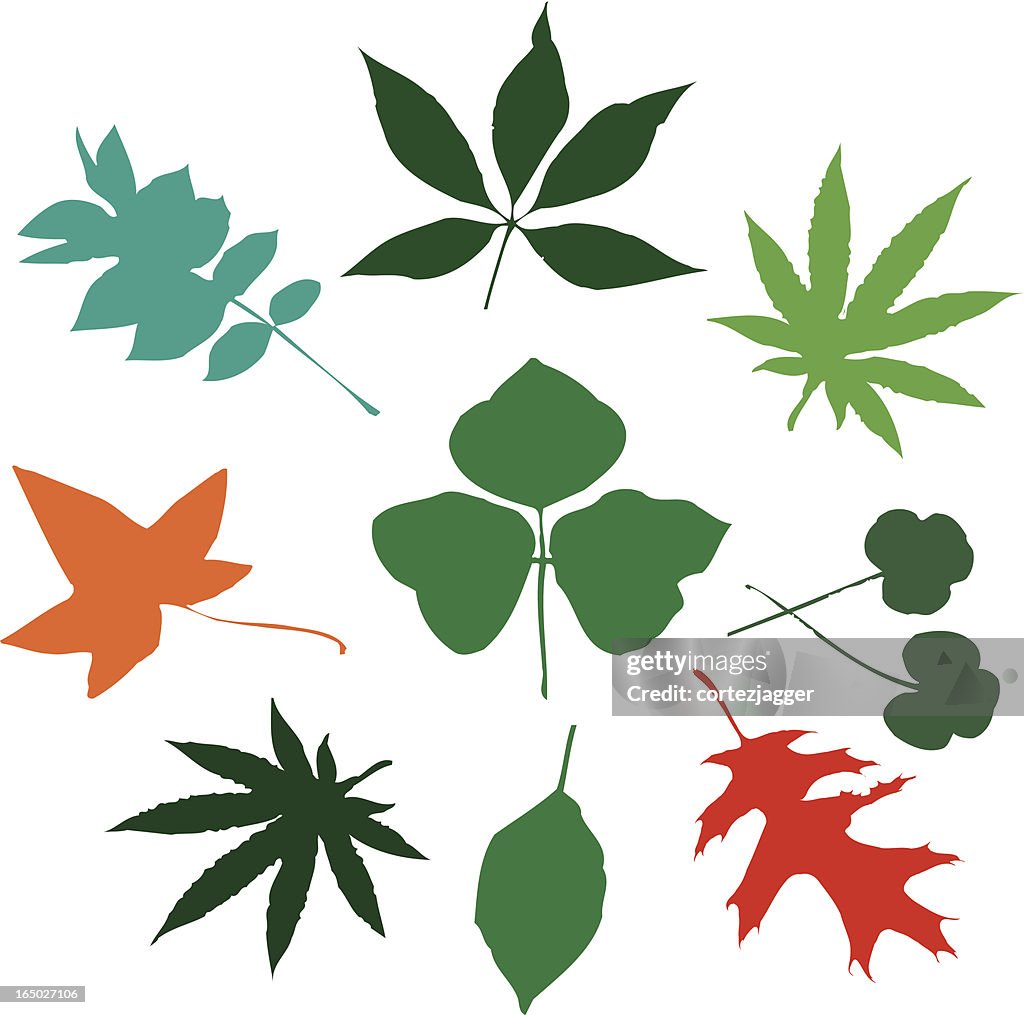More Leaves: Very Wild Variety!!! (vector illustrations)
