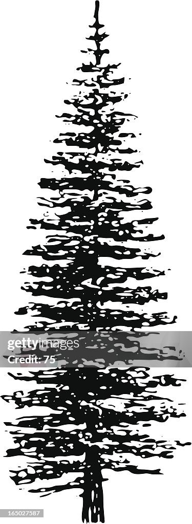 Tree - picea pungens argentea - vector