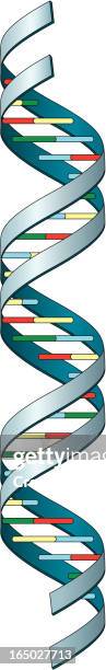 vector illustration of dna strand molecule - molecule structure model stock illustrations