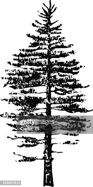 tree - pinus strobus - vector - eastern white pine stock illustrations