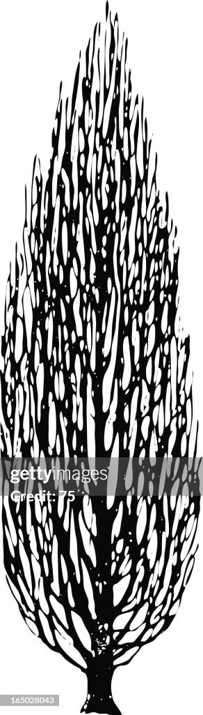 Tree - querces robur fastigiata - vector