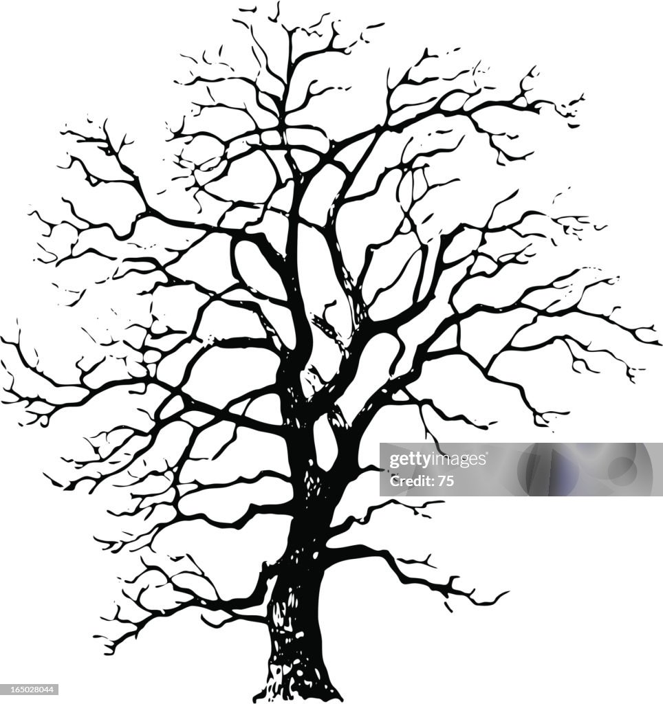 Tree - quercus robur - vector
