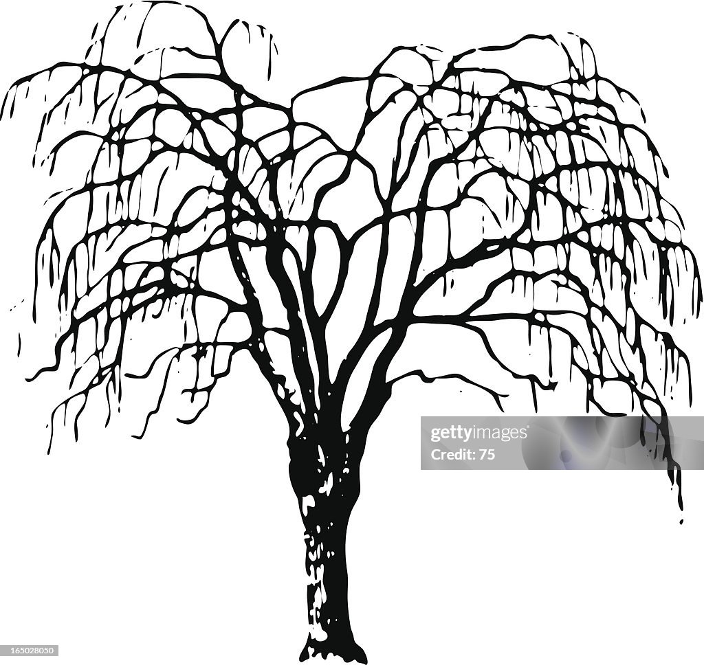 Tree - salix alba - vector