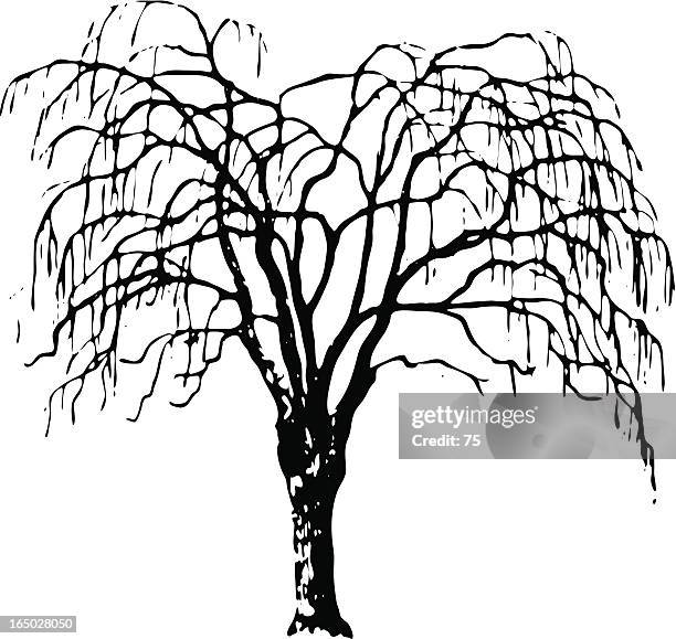 tree - salix alba - vector - salix alba stock illustrations