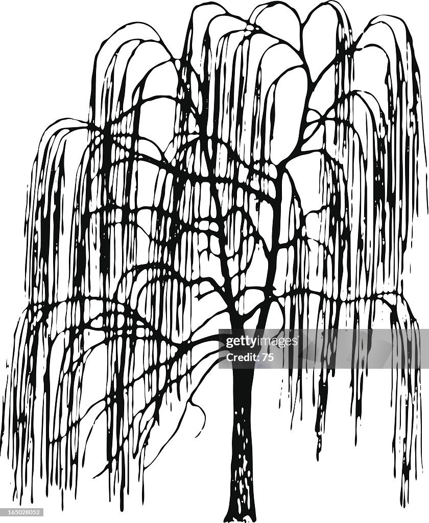 Tree - salix alba vitelina pendula - vector