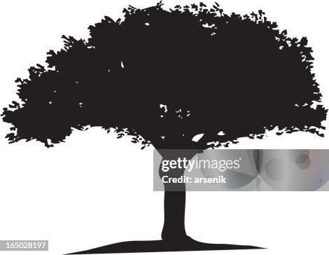 Tree Tree