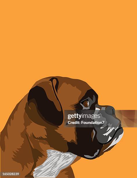 stockillustraties, clipart, cartoons en iconen met boxer dog vector - boxer