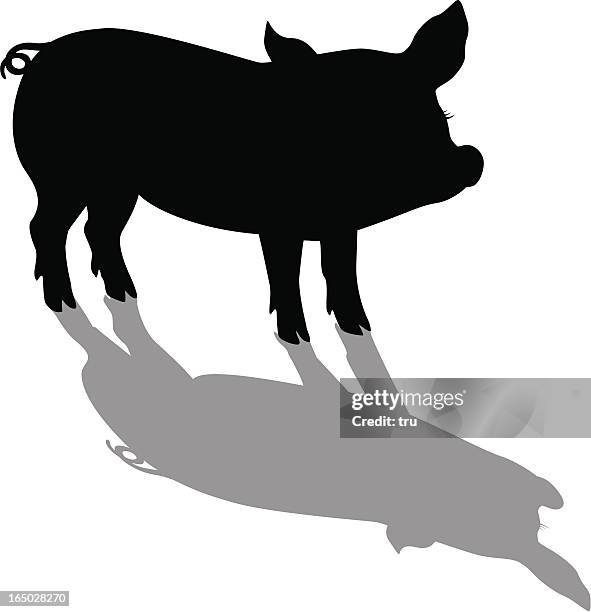 pig silhouette and shadow - pig nose stock illustrations