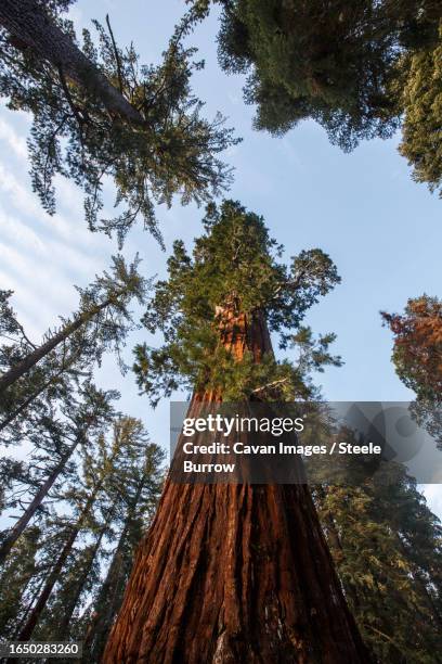 giant sequoia trees at king's canyon national park, california - steele stock pictures, royalty-free photos & images