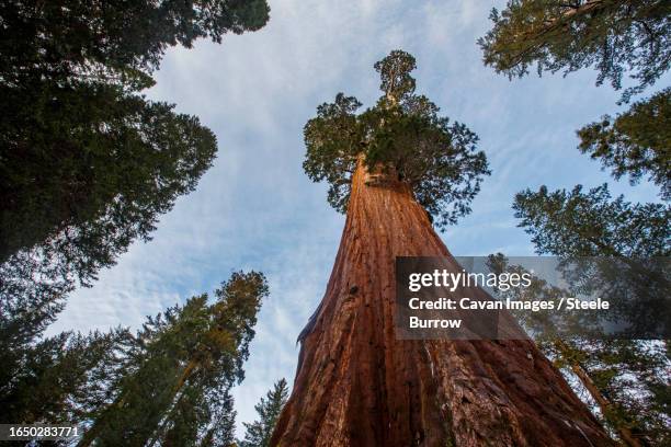 giant sequoia trees at king's canyon national park, california - steele stock pictures, royalty-free photos & images