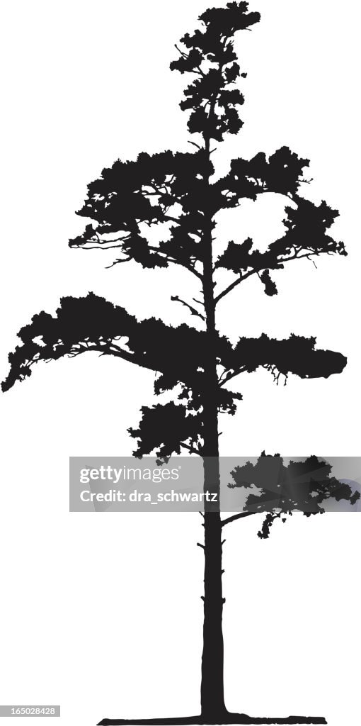 Conifer tree, Vector