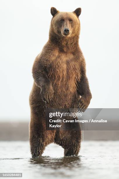 brown bear stands up to look for fish - brown bear stock pictures, royalty-free photos & images