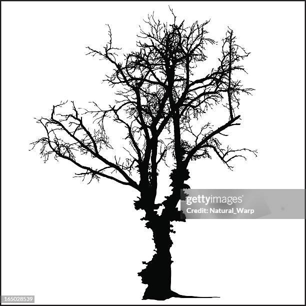 haunted tree - forest path stock illustrations