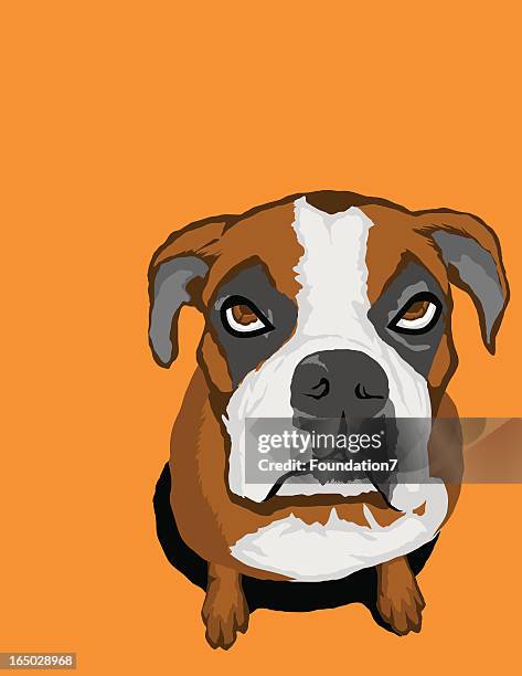 boxer puppy - vector - boxer dog stock illustrations