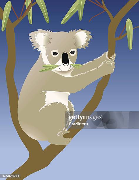 koala eating eucalyptus in a tree - koala eating stock illustrations