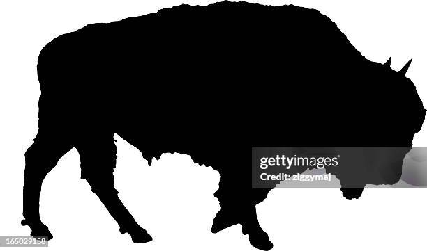 buffalo silhouette - custer state park stock illustrations