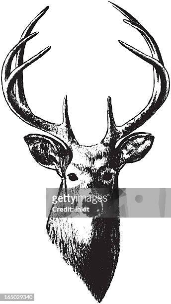 deer kopf (vektor - gehörn stock-grafiken, -clipart, -cartoons und -symbole