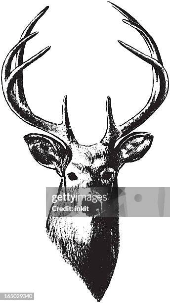 illustrations, cliparts, dessins animés et icônes de tête de cerf (vecteur - famille du cerf