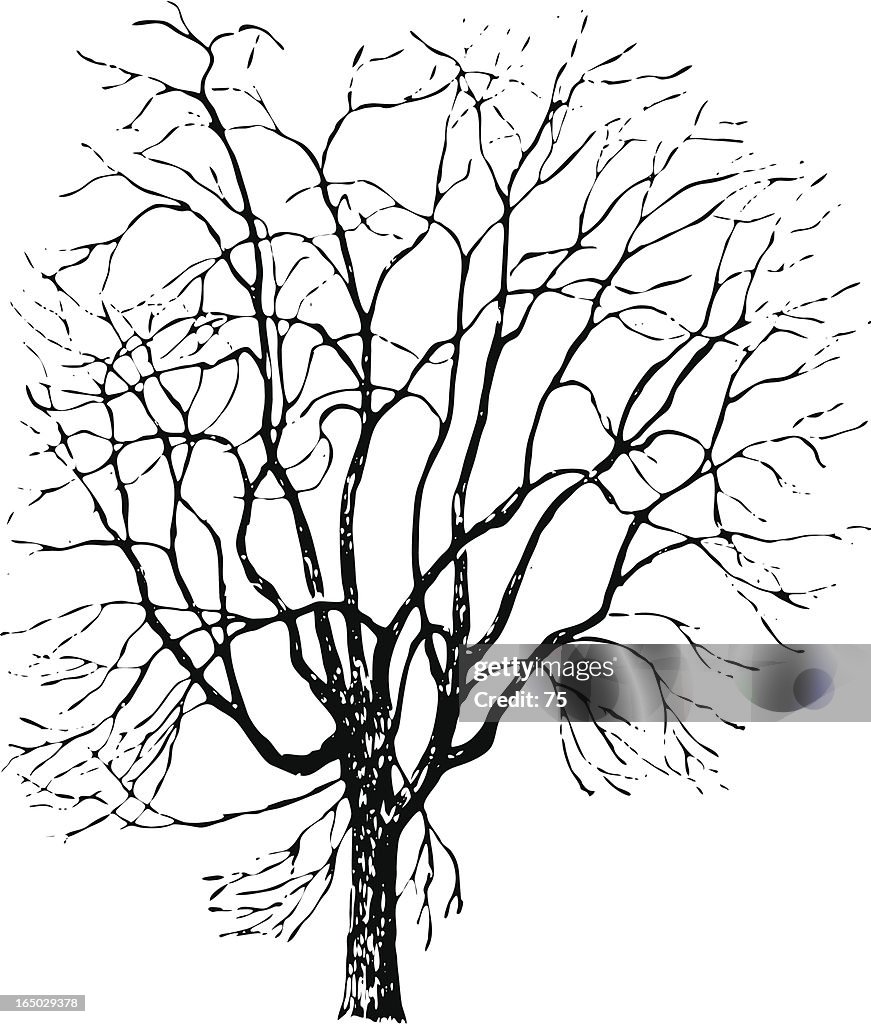 Tree - acer platanoides - vector
