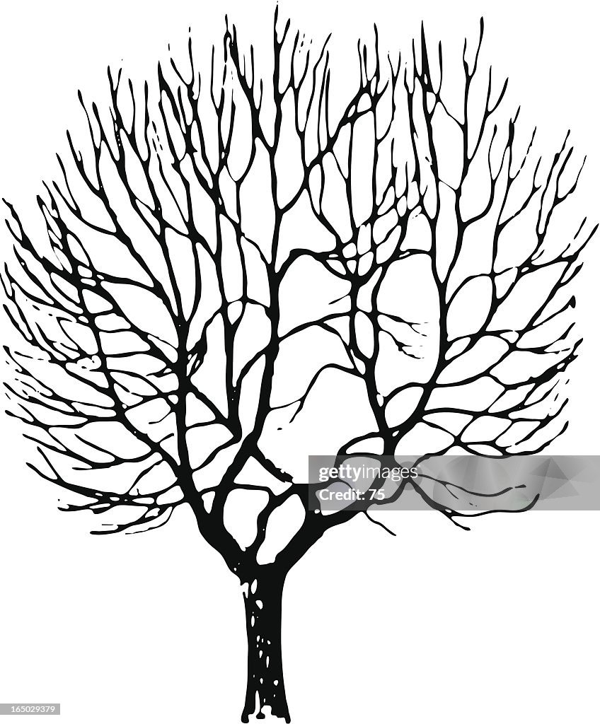 Tree - aesculus carnea - vector