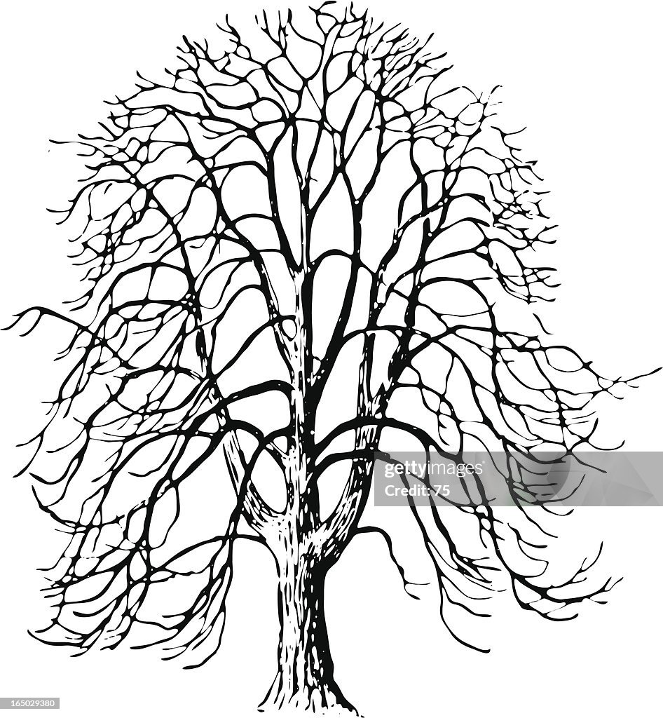 Tree - aesculus hippocastanum - vector