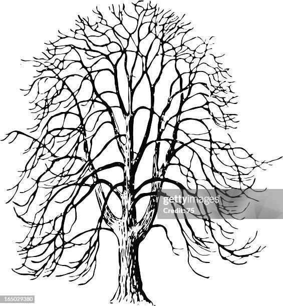 tree - aesculus hippocastanum - vector - buckeye stock illustrations