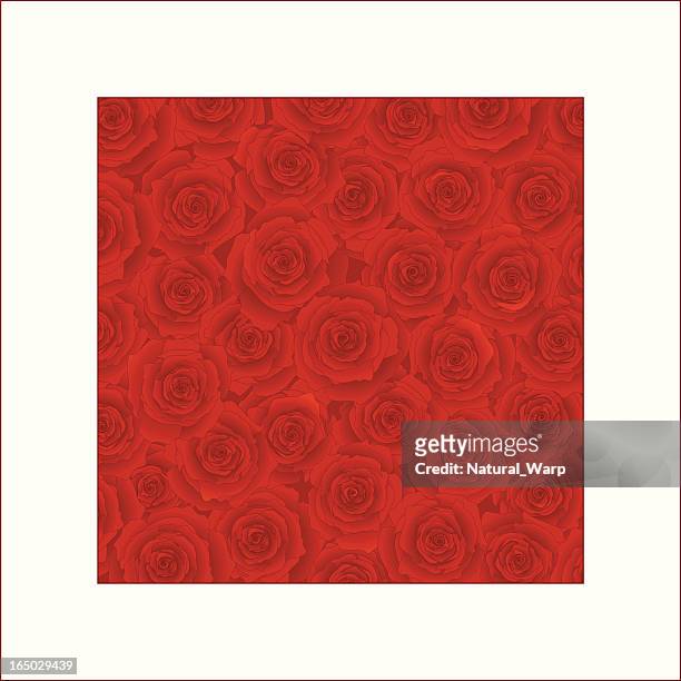 valentine roses ( vector ) - rose petals stock illustrations