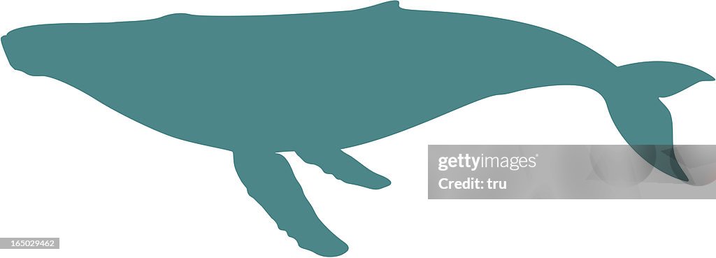 Humpback whale silhouette