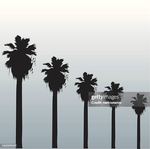 stockillustraties, clipart, cartoons en iconen met hollywood palms - hollywood californië