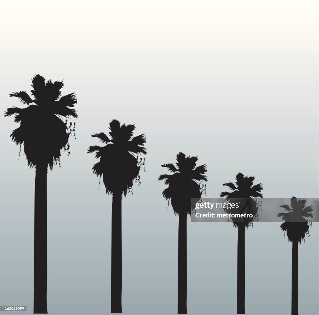 Hollywood palms