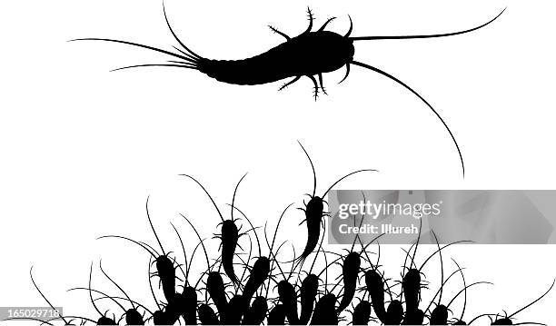 silverfish insect - silverfish stock illustrations