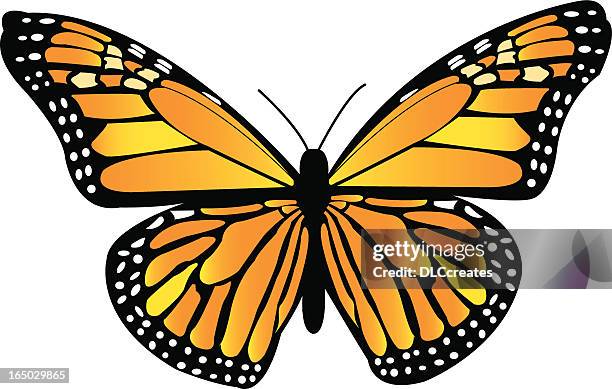 monarch butterfly - animal antenna stock illustrations