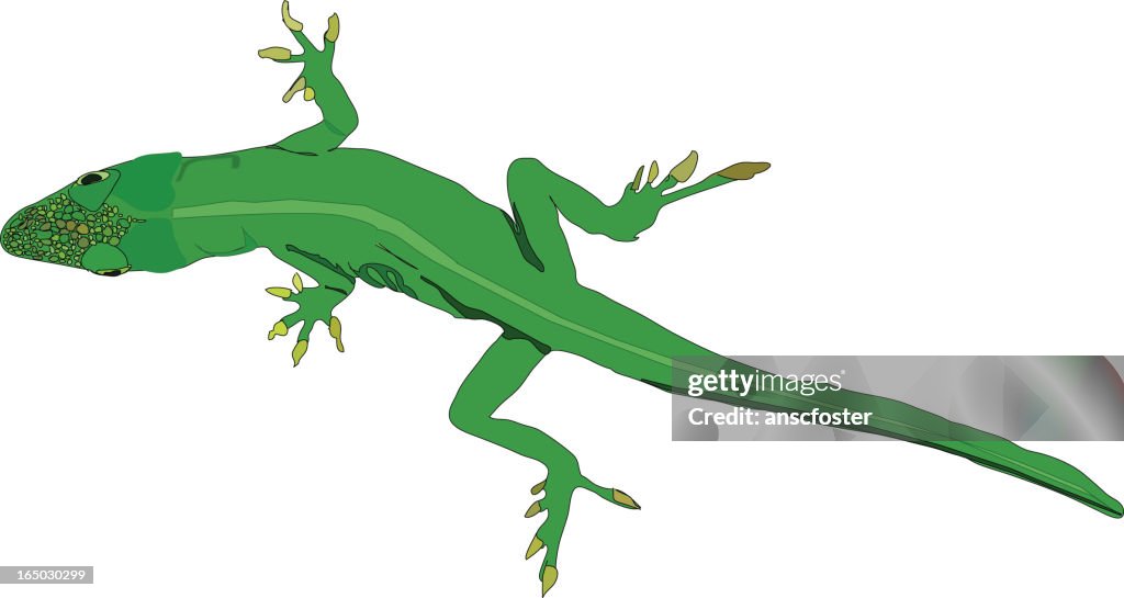 Common lizard vector