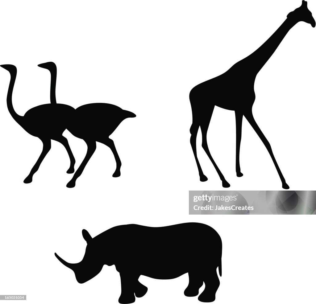 African Animals - Giraffe, Rhino & Ostrich