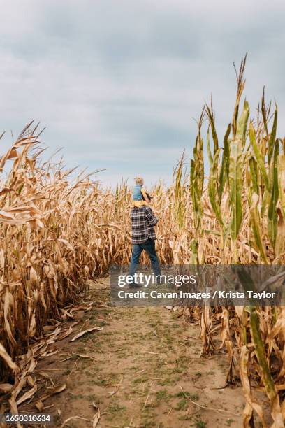 dad giving child piggyback ride through corn maze field in autum - corn maze stock pictures, royalty-free photos & images