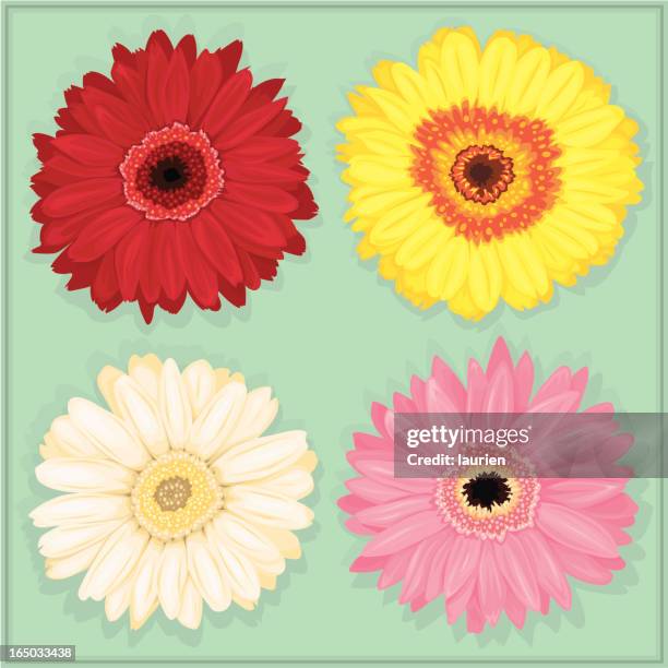 gerbera daisies in red, yellow, white and pink. - gerbera daisy stock illustrations