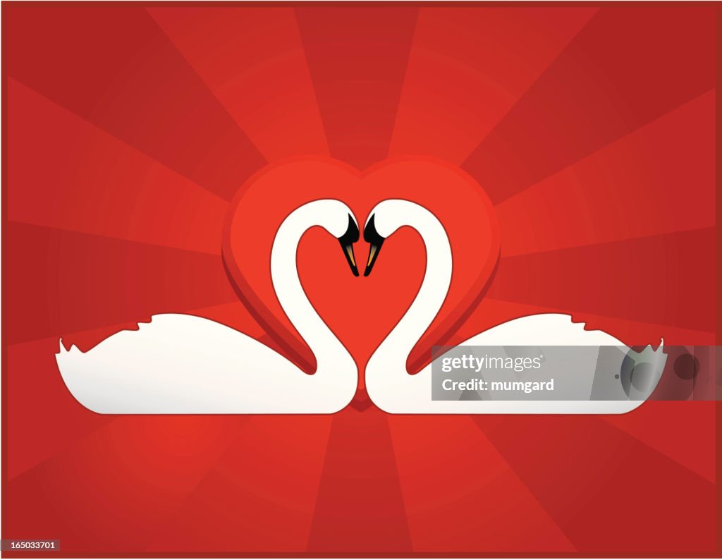 Vector Swan with valentine heart background