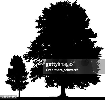 Poplar trees, VECTOR Poplar trees, VECTOR