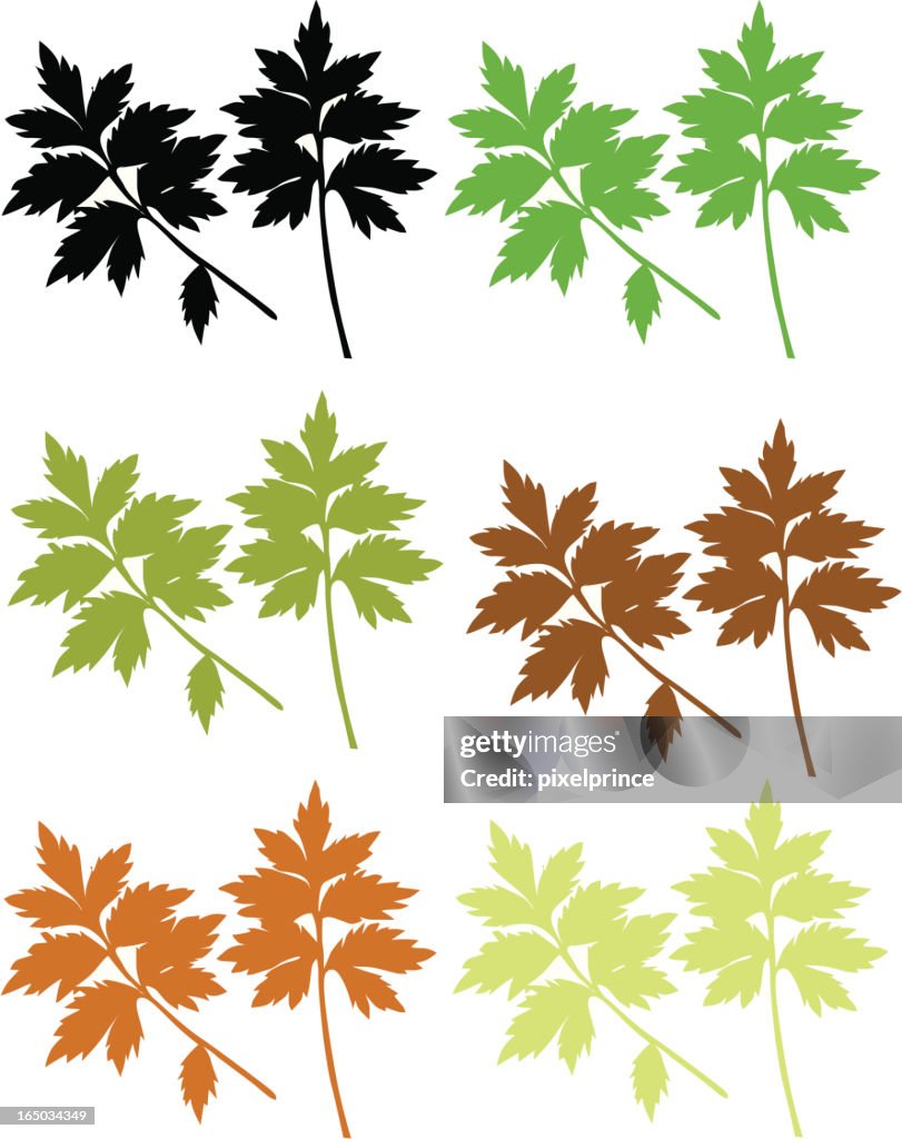 Leaves
