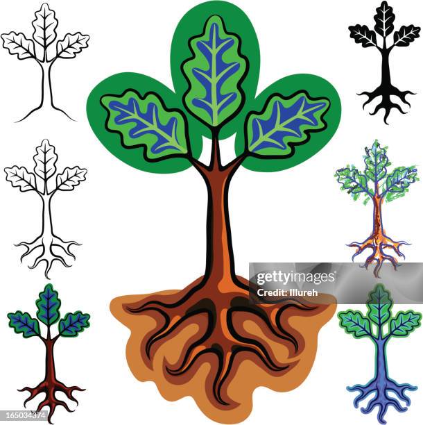 oak seedling - oak woodland stock illustrations