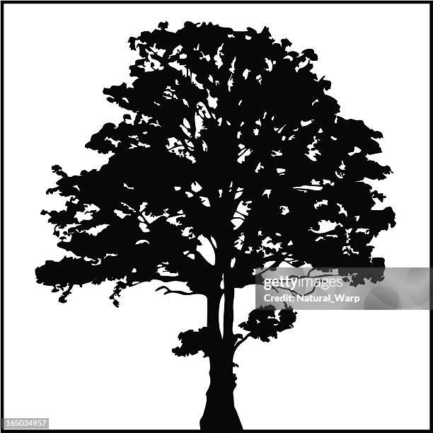 bildbanksillustrationer, clip art samt tecknat material och ikoner med tree silhouette 02 - alm