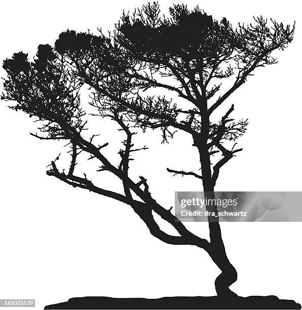 pine tree, vector - tree shadow white stock illustrations