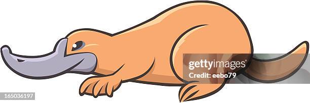 ilustraciones, imágenes clip art, dibujos animados e iconos de stock de platypus lado - duck billed platypus