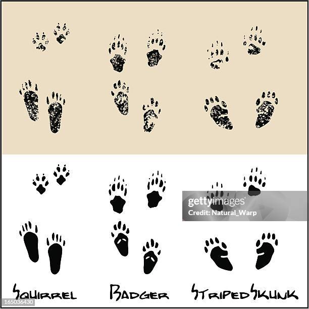 squirrel  - badger - striped skunk - meles meles stock illustrations