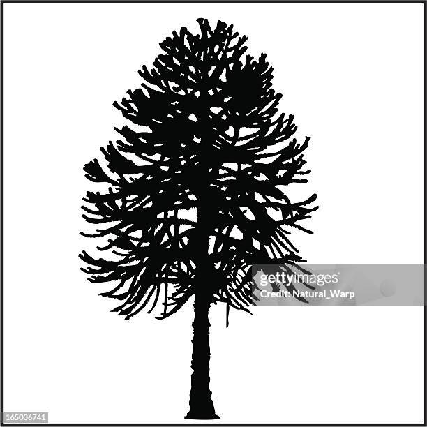 christmas tree - pine tree silhouette stock illustrations