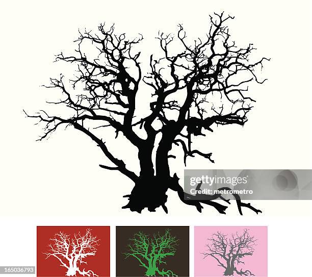 gnarled tree - juniper tree stock-grafiken, -clipart, -cartoons und -symbole