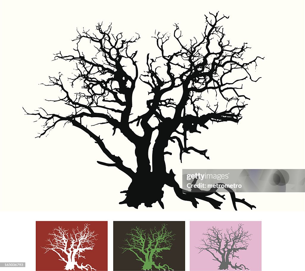 Gnarled tree