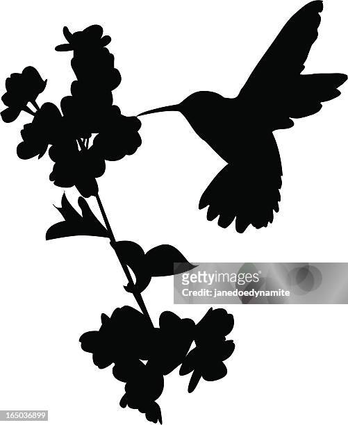 illustrations, cliparts, dessins animés et icônes de colibri - hummingbird